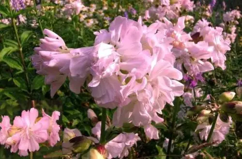 Rosa Riesenblume: Winterharte Seifenblume Saponaria