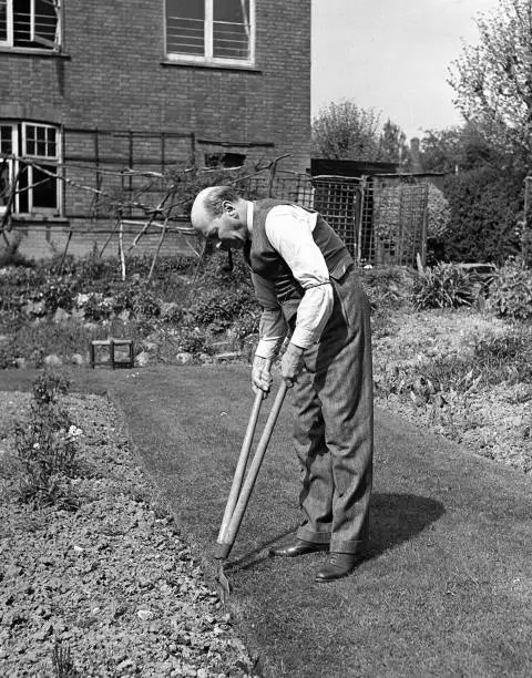 British Labour Politician Clement Attlee gardening at his home 1945 Old Photo 1