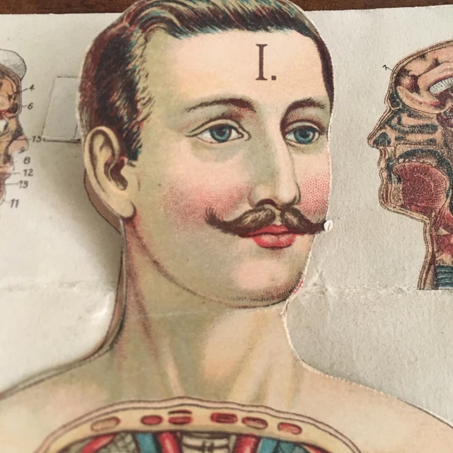 Vintage Medical Dental School Teaching Chart Human Te vrogue.co