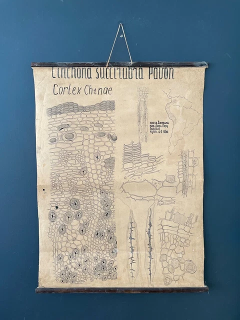 Cartellone botanico vintage anni '70 FATTO A MANO Università farmaceutica...