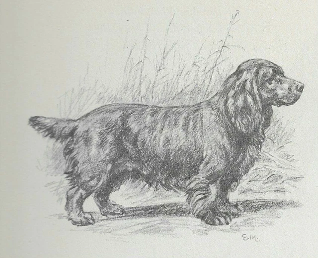 Sussex Spaniel - CUSTOM MATTED - Vintage Dog Art Print - 1942 Megargee