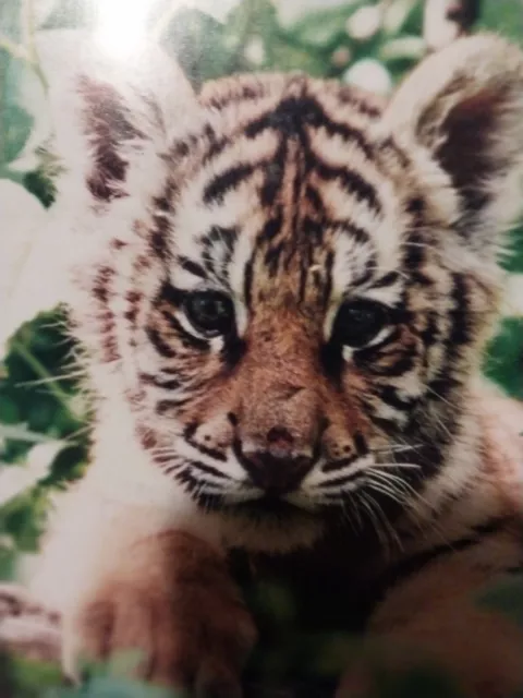 Artist Signed CUTE Baby Tiger Professionally Framed & Matted Photo Ted Cooper