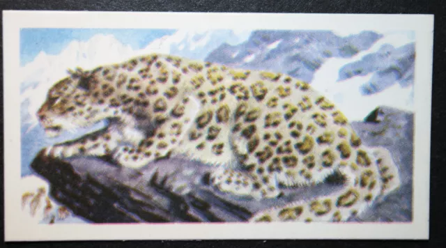 SNOW LEOPARD    Vintage 1962 Illustrated Wildlife Card  CD12M