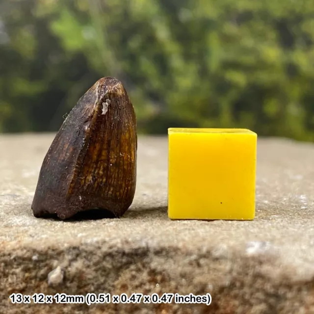 Fossil alligator mississippiensis tooth, pleistocene, florida, usa