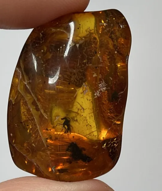 Amber Stone with MANY Insects.FLY Trapped in Amber Stone.Insects in Amber Stone.