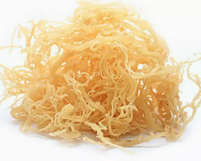 Rastarafi® Sea Moss Irish Moss 10 lb (Bulk) | Raw Wildcrafted Seamoss Superfood