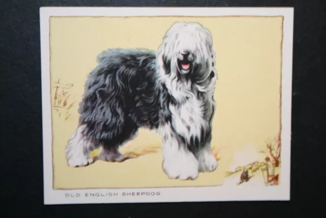 OLD ENGLISH SHEEPDOG   Show Champion Bobtail  Vintage Card  CD16