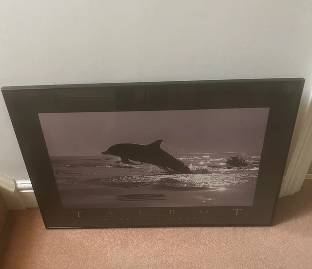 『Danse des Dauphins, 1989』 Bob Talbot 05670ea4786a4316bef351e72b25a9