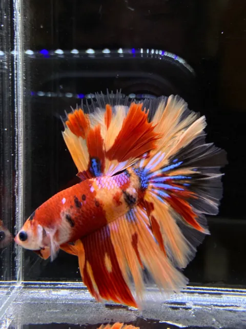 Live Betta Fish Male Halfmoon Galaxy Red Purple Blue Orange USA SELLER M654