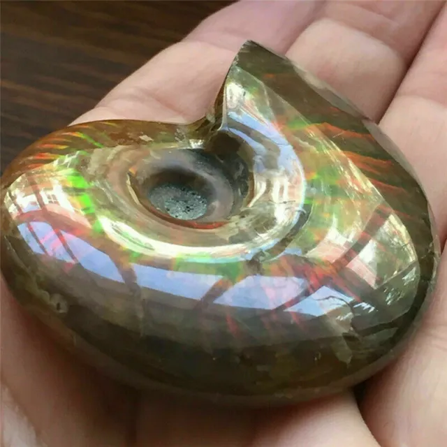 Spotted Snail Fossil Specimen Natural Crystal Iridescent Ammonite Ammolite Facet