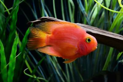 1 Parrot Blood Cichild (2''-2.5") Live Fish 2Day Fedex shipping