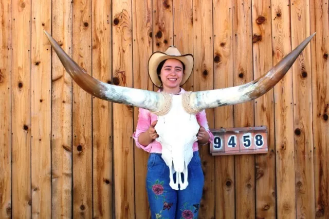 Real Steer Skull Art!! Polished Long Horns Mounted 4' 3" Cow Bull Longhorn H9458