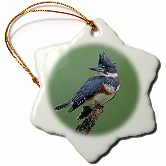 3dRose Texas, Rio Grande Valley, Belted kingfisher bird - US44 BJA0107 - Jaynes