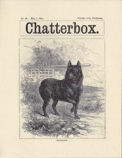 1892 Moore Dog Art Print + Page Chatterbox UK May 7 1892 SCHIPPERKE Reproduction