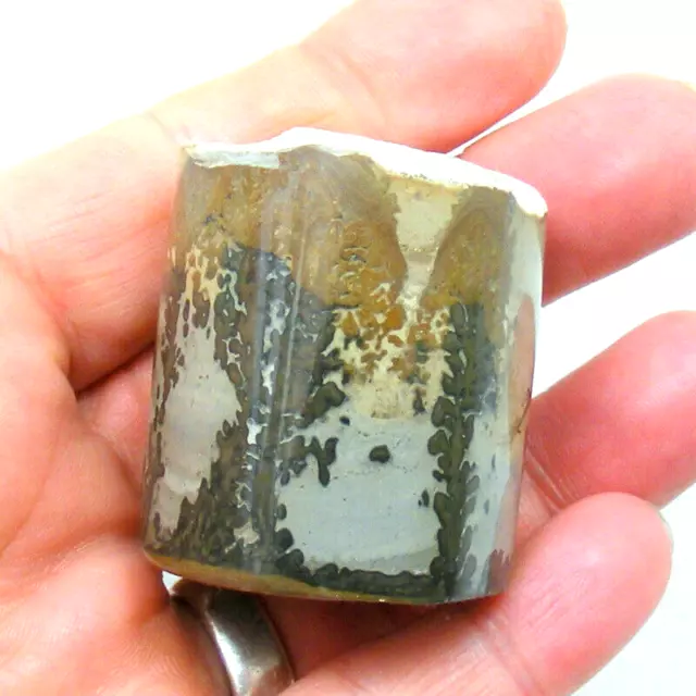 Cotham Marble Polished Cylinder 4cm Stromatolite Algae Fossil UK Specimen