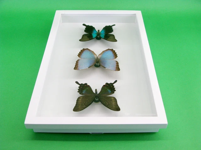 3 real beautiful and huge butterflies in the XXl showcase - single piece - 28 11