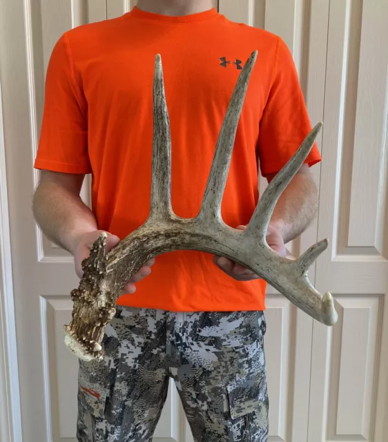 MONSTER   70”  Heavy Whitetail Deer Shed Antler, Fresh Canadian Brown! 2lbs 4oz!