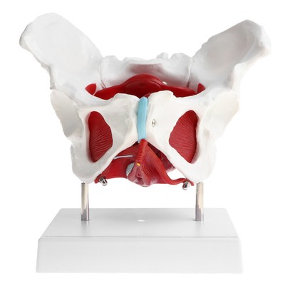 AWJ Modello di Scheletro del Bacino - Modello del Bacino Maschile - Osso dell'anca Maschile Modello anatomico pelvico Modello di insegnamento dell' anatomia - Modello dell'anca - Sussidio didatti