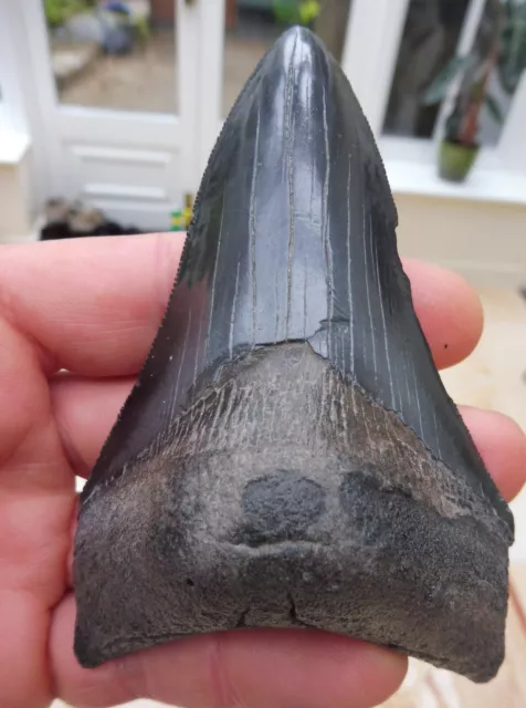 Megalodon tooth (Serrated) - 4.211 inches (10.69 cm)