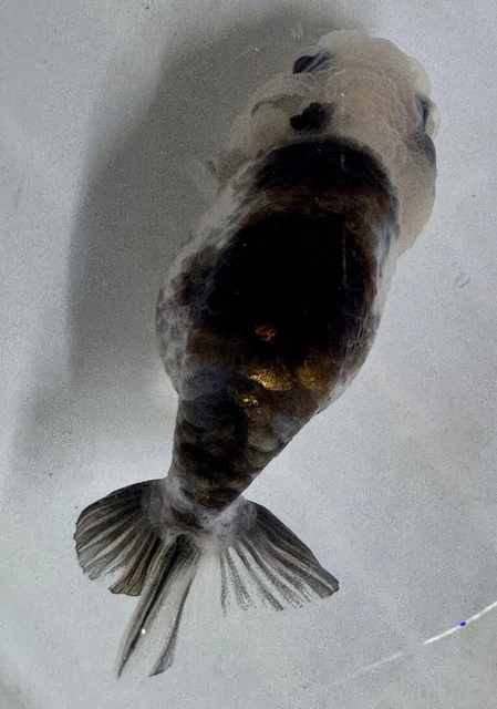 LIVE pond goldfish  Fish~ Goldfish Ranchu koi pond 3.5 Inch Round Highbody