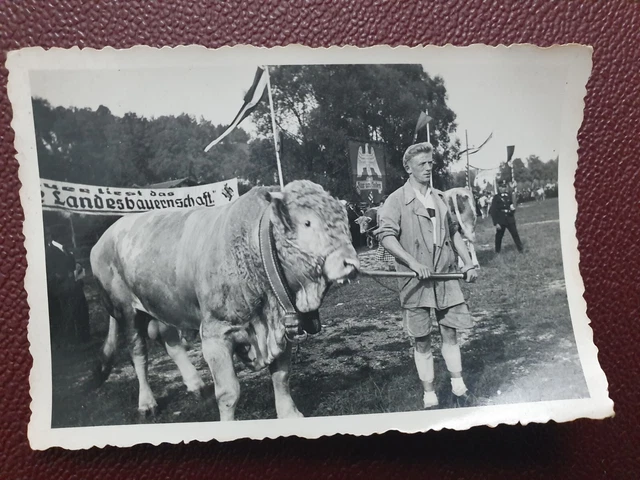 ORIGINAL GERMAN WW2 German photo Prize Bull At Show £2.99 - PicClick UK