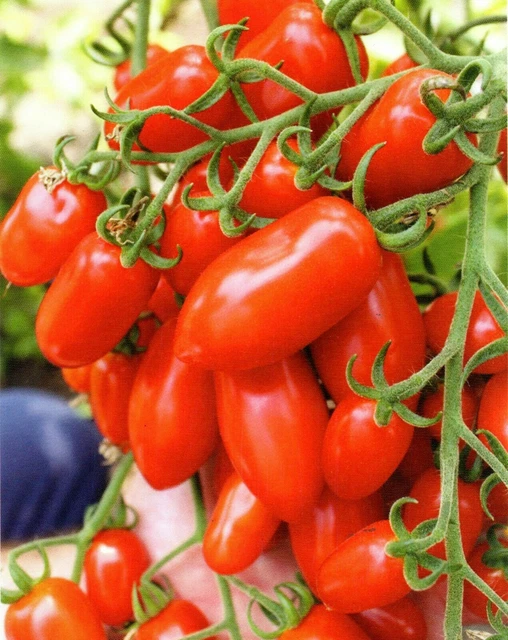 Semi Di Pomodoro Indeterminato Bengala F1, Tipo San Marzano, 50 Semi, Non OGM, Alta Germinabilità, Per Serra, Resistenza Al Marciume - 2
