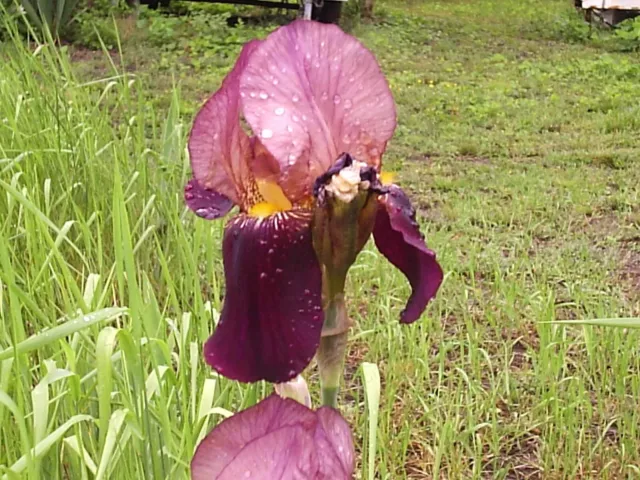"Indian Chief" Tall Bearded Iris. 2 Rhizomes, plants, bulbs, flowers