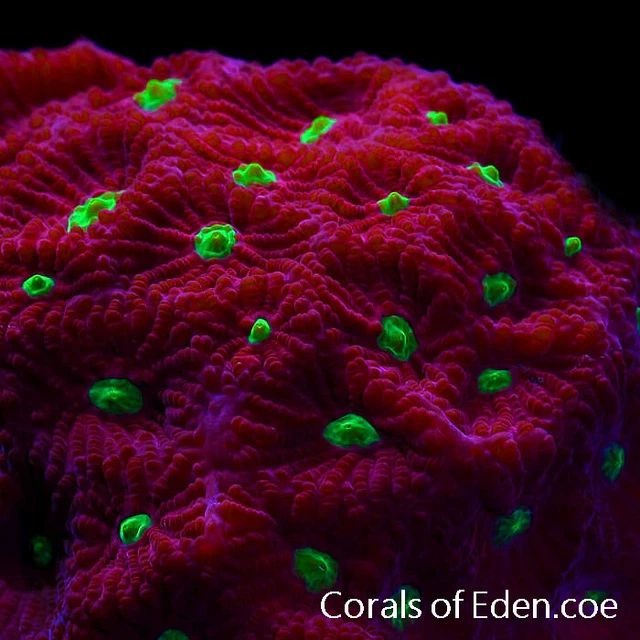 CORALS OF EDEN ~ Ruby Rampage Favia Coral Frag - Live Coral for Sale ~ LPS ~ SPS