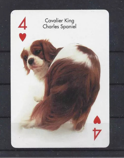One Single Dog Optical Art Photo Playing Card CAVALIER KING CHARLES SPANIEL