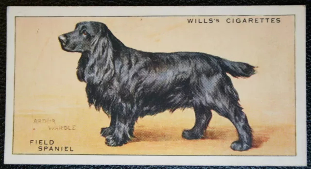 FIELD SPANIEL   Vintage Coloured Card  SC05