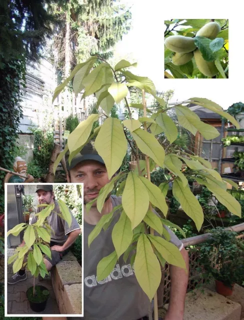 2 bananes indiennes plantes pour jardin de rocailles jardin d'hiver couloir idées cadeaux