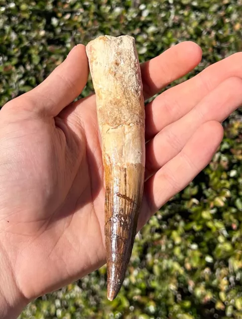 HUGE Spinosaurus Dinosaur Tooth Fossil 5.75” Theropod Cretaceous Morocco Kem Kem