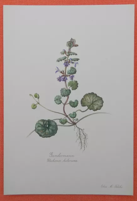 Gundermann Glechoma hederacea Farbdruck 1954 nach Aquarell Elsa Felsko