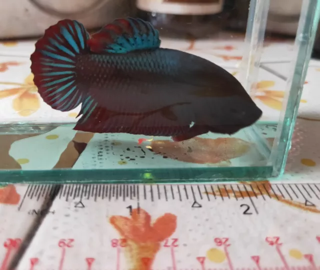 Giant Betta Fighter Plakat Male - IMPORT LIVE BETTA FISH FROM THAILAND