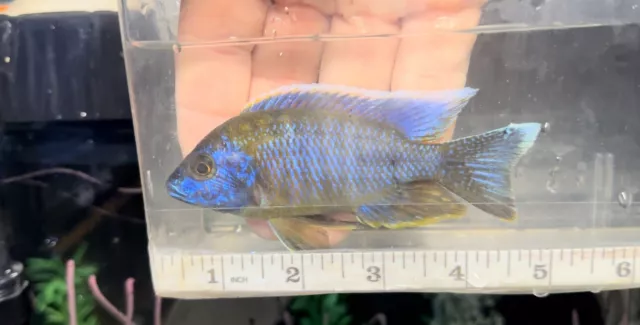 live freshwater fish cichlids
