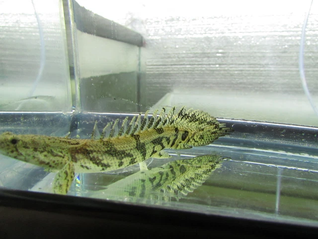  2 Polypterus endlicheri Bichir 6 inch 