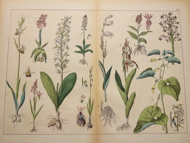 Impression D'art Antique 1869 Livre De Plante Couleur À La Main Flore...