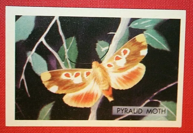 PYRALID MOTH    Illustrated Card  CD08