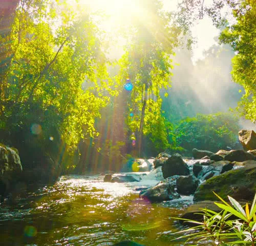 Peaceful Creek & Nature sounds for Deep Relaxation - CD - Narellan Hypnotherapy