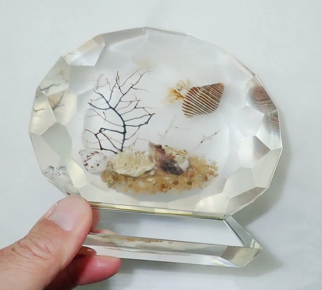 Large Eye-catching Lucite Table Stand Tawny Hermit Crab Specimen AC405