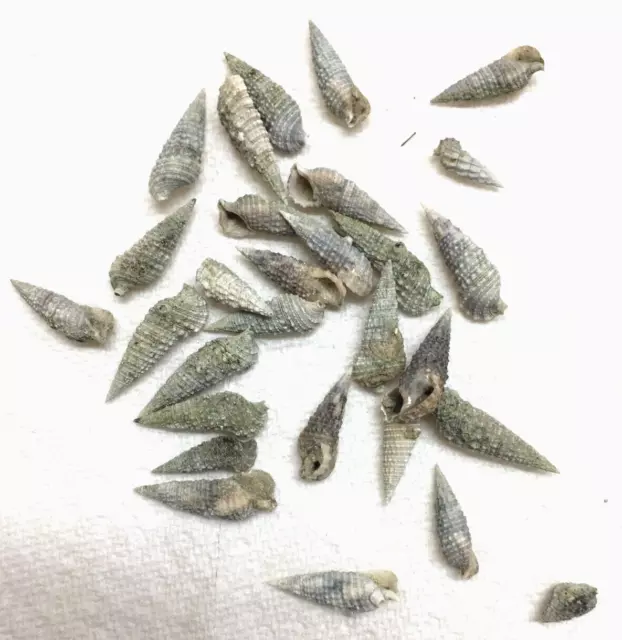 Florida West Coast 27  Stocky Cerith Saltwater Snail Shells-As Found