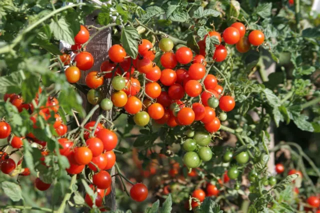 Italienische Kirschtomate „Cerise“ Samen Tomatensamen