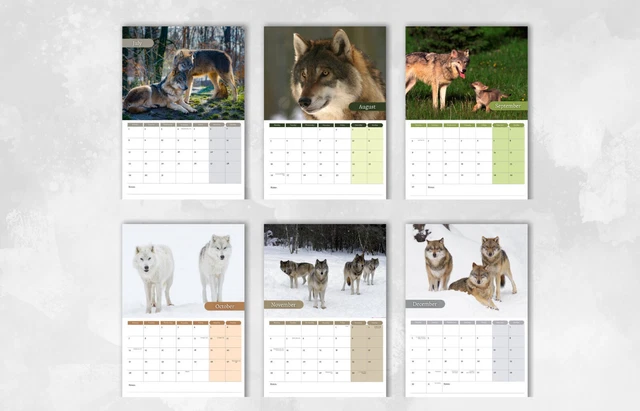 CALENDRIER LOUP 2024 | Calendrier mural mensuel, calendrier suspendu A4