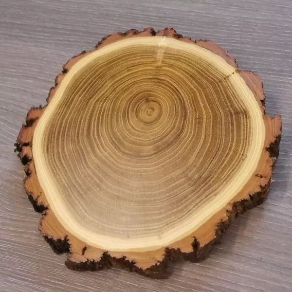 1 Pieza Acacia Jabalí Escudo de Trofeo Placa Brett Jabalí Baumscheibe AF16cm