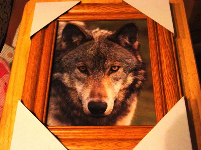 Wolf 11X13 Mdf Framed Picture ( Wood Color Frame )