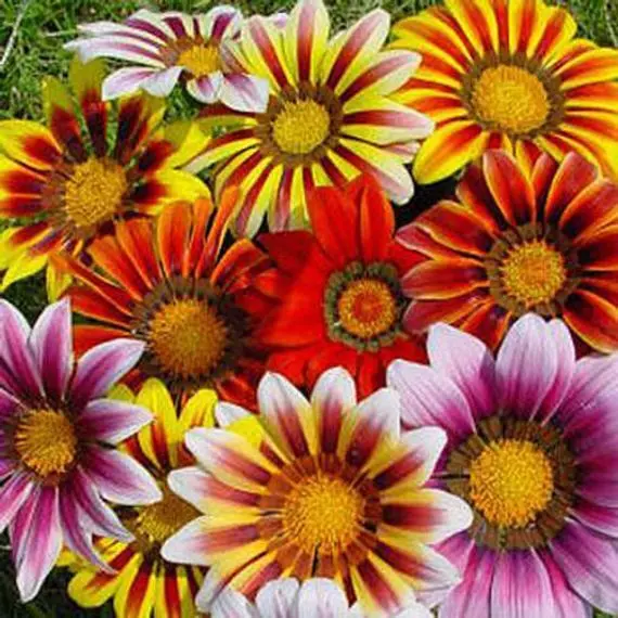 Gazania Sunshine Mix (100 Seeds) Perennial