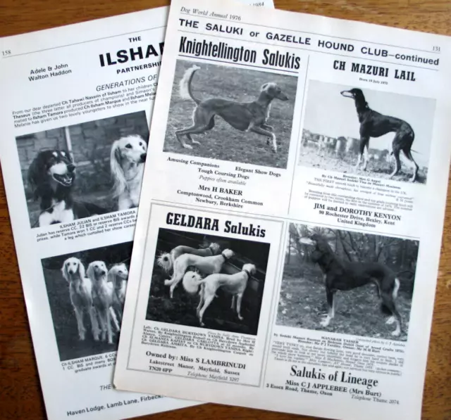 SALUKI DOG KENNEL CLIPPINGS 1970s - 1980s x 45