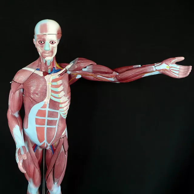 Human Anatomical Muscular Model  Muscle System  Medical Anatomy Skeleton