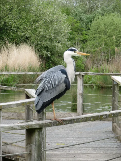 Photo 6x4 Heron at Slimbridge Seen at the Wildfowl & Wetlands Trust's sit c2019