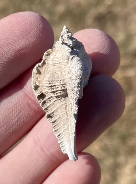 Florida Fossil Gastropod Subpterynotus textilis Pliocene Age Shell